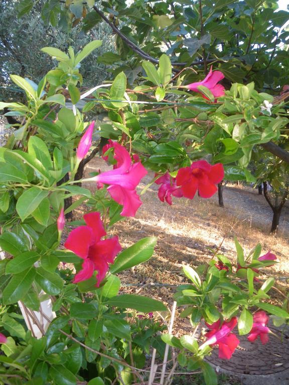 B&B Blanda Maratea Dış mekan fotoğraf